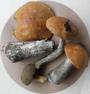 mushrooms