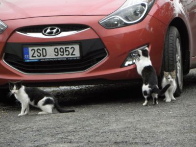 místní kočičky si okamžitě oblíbili naše auto