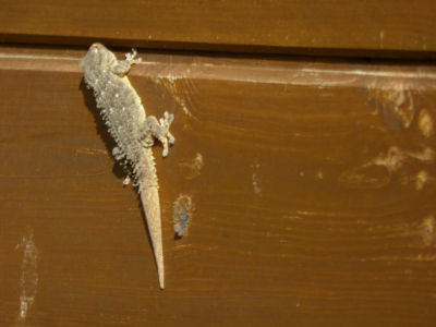 gekon
