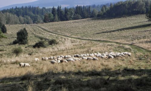 hromadná emigrace oveček do Polska