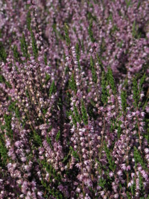 heather all over