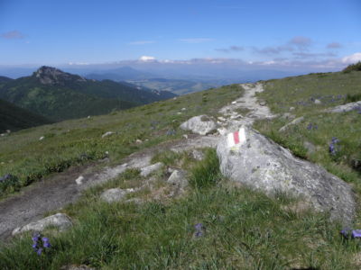 po červené hřebenovce
