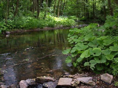 Borecký potok
