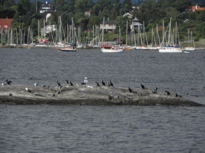 island of cormorants :)