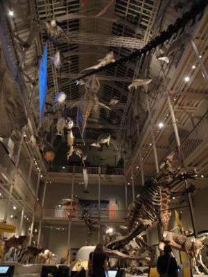 in the Grand Gallery at the National Museum of Scotland...