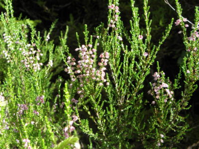 heather