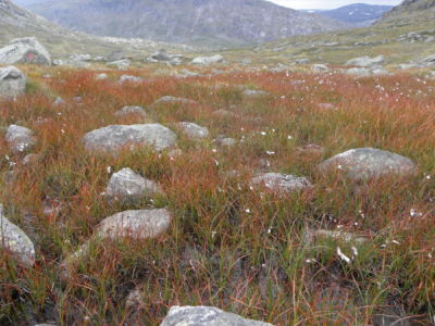 Cotton Grass everywhere
