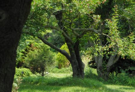 místní arboretum