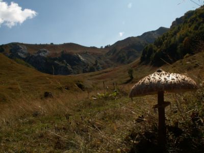 Volušica