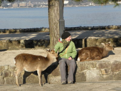 "wild animals"