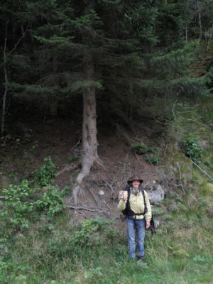 Šámot and his (Norway) Spruce