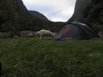 awake with sheep