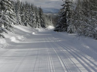 manžestr