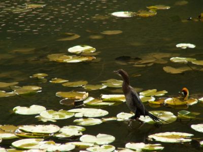 kormorán malý (Phalacrocorax pygmaeus)