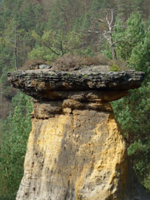 jedna z Pokliček