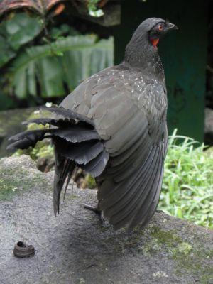 guan (Penelope)