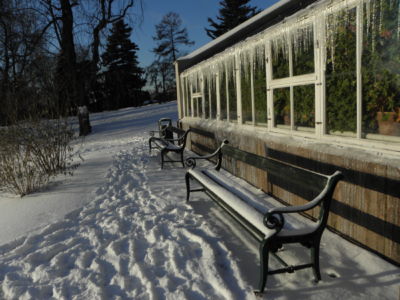 the winter in the botanical garden