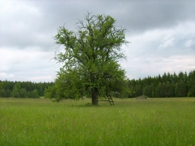 cestou na Červené blato