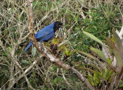 The blue gralha (Corvidae), state bird of Parana