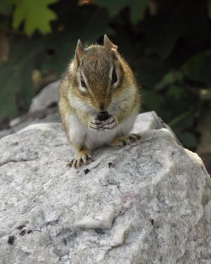 chipmunk jede taky na borůvkách!
