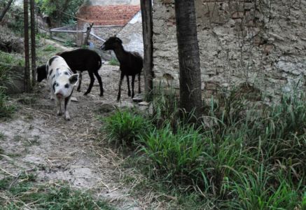 Vlasákovic ZOO :)