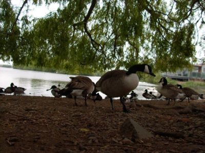 berneška velká (Branta canadensis)