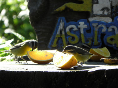 hostina