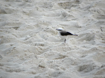 Fluvicola nengeta