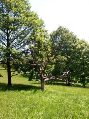 strom napadený tracheomykózou